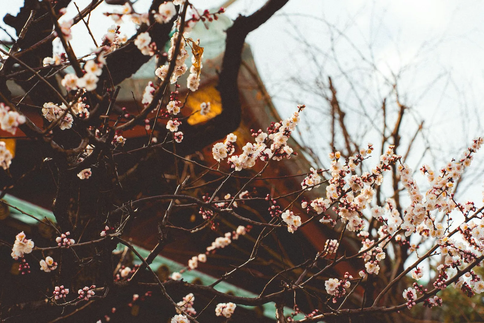 tokyo Meiji Shrine — Emma Roams