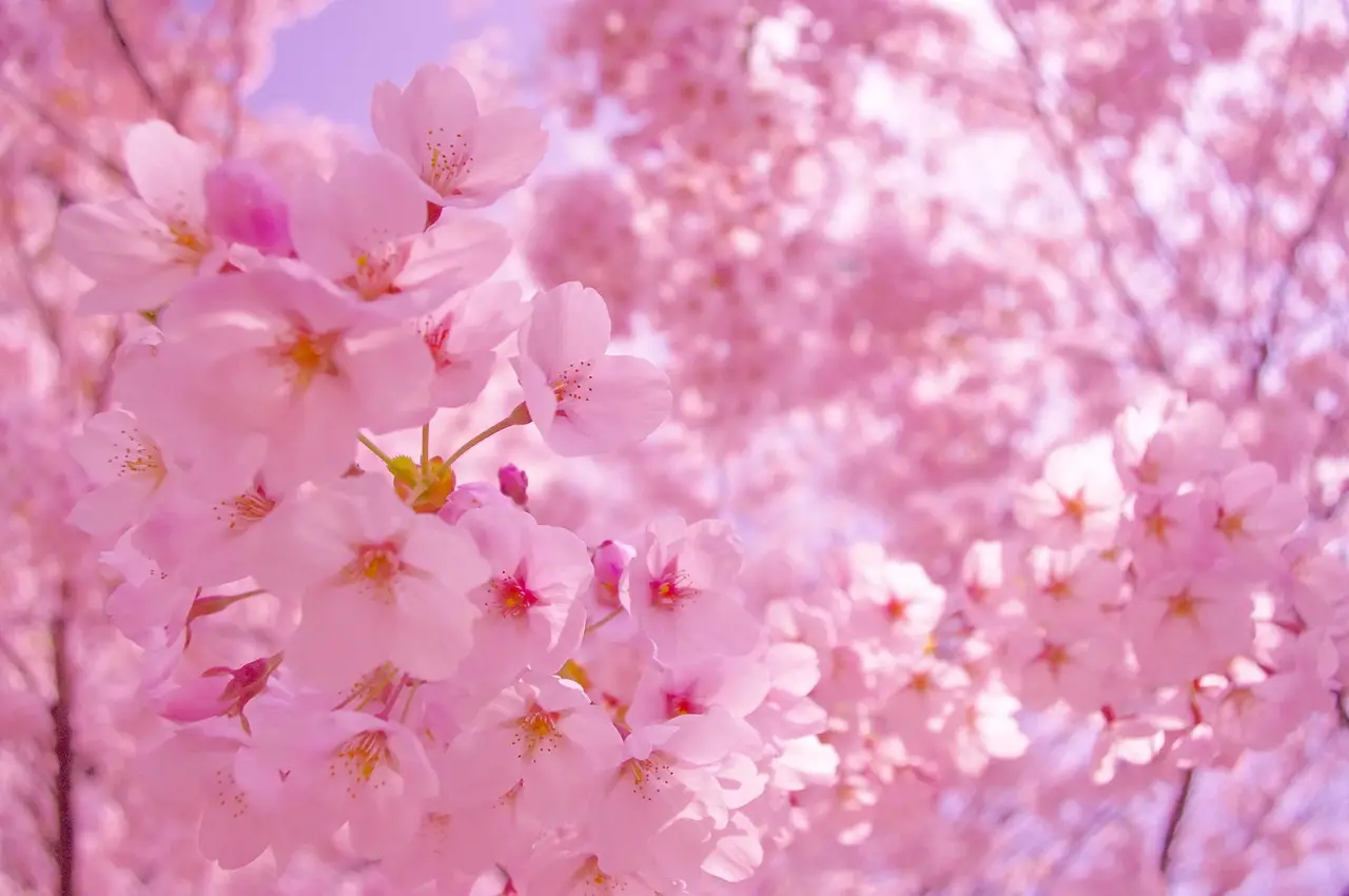 Sapporo local experience — Emma Roams