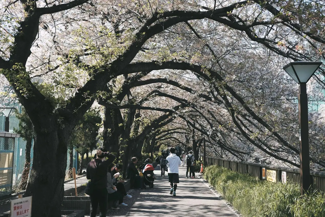tokyo Odaiba — Emma Roams