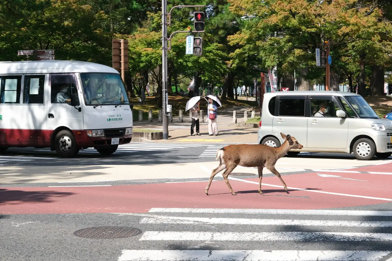 nara sightseeing — Emma Roams