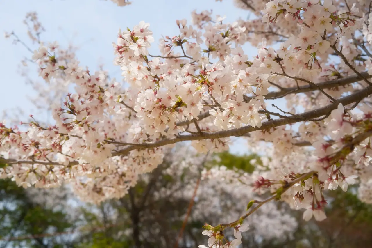 nagoya travel guide — Emma Roams